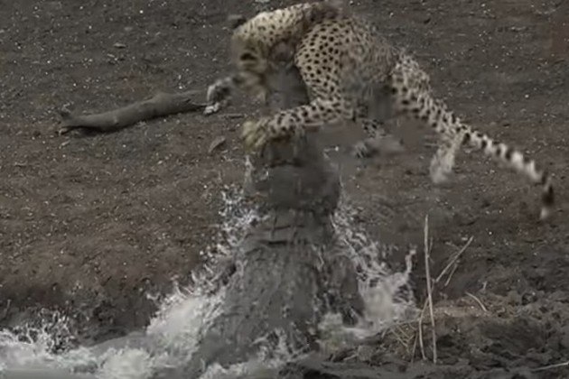 Que ao sair da água, cravou a mandíbula no pescoço da presa!Bombou no HORA 7! Novos monólitos surgem após grupo assumir a criação de um deles