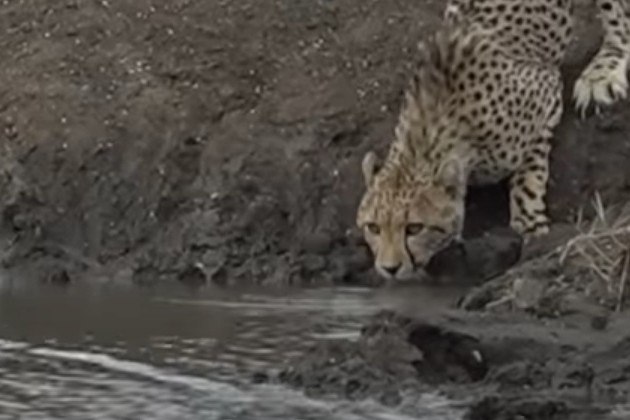 Apesar de alerta, o felino não teve como antecipar o bote do réptil