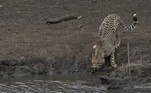 A cena chocante foi registrada no Parque Nacional Kruger, na África do Sul
