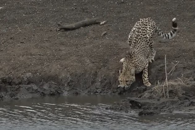 A cena chocante foi registrada no Parque Nacional Kruger, na África do Sul