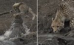 Um jovem guepardo, que matava a sede à beira de um lago, acabou sob as presas de um enorme crocodilo
