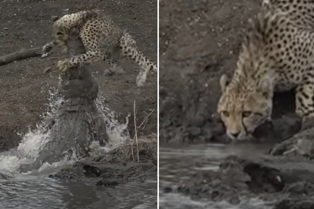 Um jovem guepardo, que matava a sede à beira de um lago, acabou sob as presas de um enorme crocodilo
