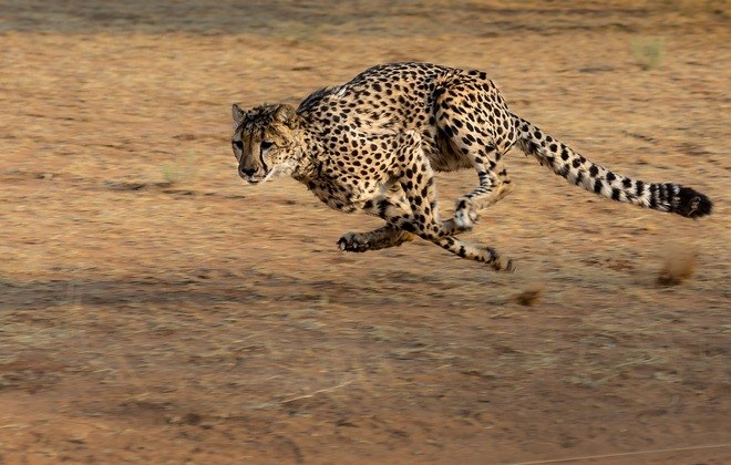 Guepardo- Também conhecido como Chita, esse felino atinge a impressionante marca de 130 km/h, e por até 500 metros consegue manter a velocidade. É considerado o animal terrestre mais rápido do mundo.