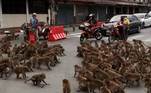 GUERRA DE MACACOSJulho de 2021 ficou conhecido como o mês das guerras de macacos da Tailândia. Gangues com centenas deles se enfrentaram, principalmente na cidade de Lopburi, local conhecido por observadores de tretas símias
