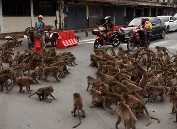 GUERRA DE MACACOSJulho de 2021 ficou conhecido como o mês das guerras de macacos da Tailândia. Gangues com centenas deles se enfrentaram, principalmente na cidade de Lopburi, local conhecido por observadores de tretas símias