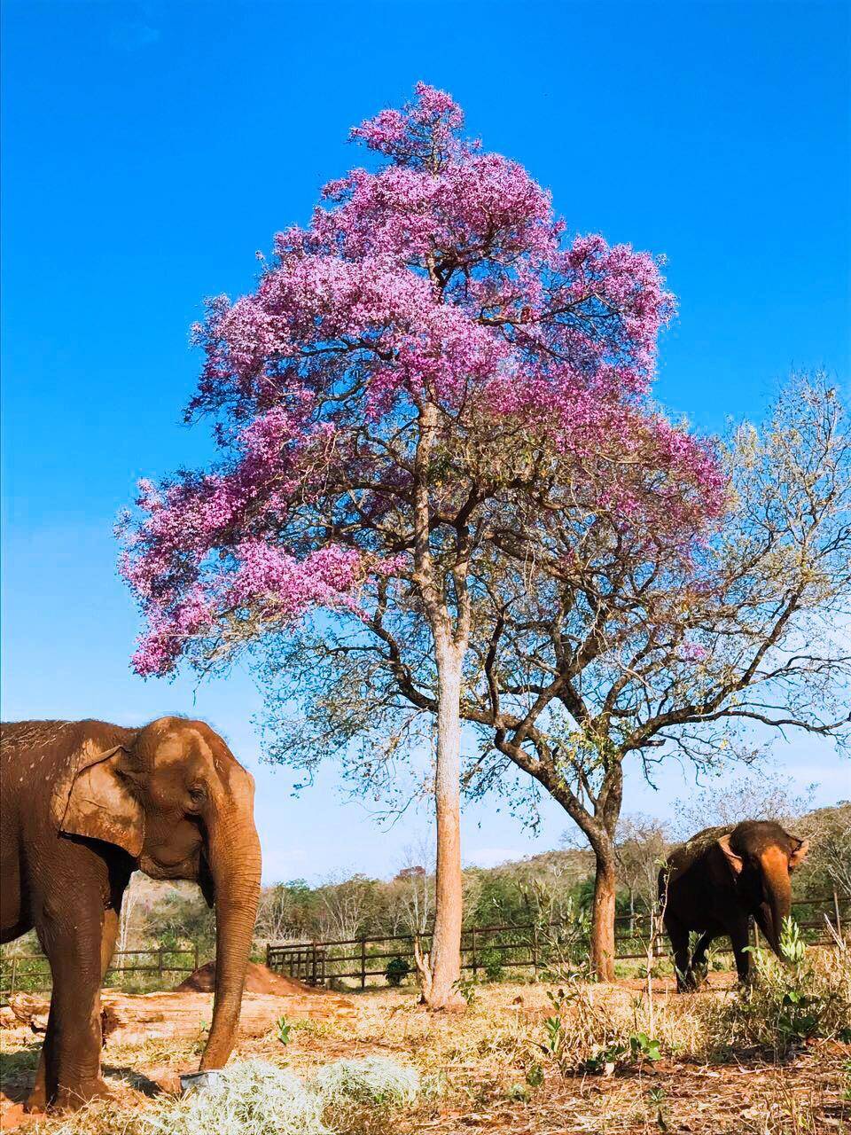 Maia é sutilmente desajeitada, enquanto Guida era considerada mais tranquila 
