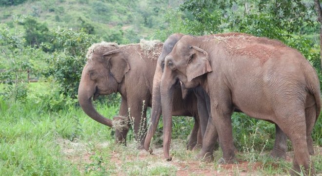 Em dezembro do ano passado, a dupla recebeu a companhia da elefanta asiática Rana (no meio) 