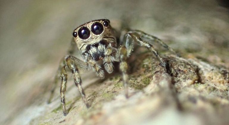 A 'espetacular' nova espécie de aranha descoberta na Austrália