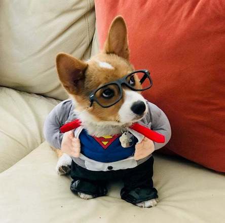 A fofura do cãozinho vestido de Clark Kent certamente vai salvar seu dia 