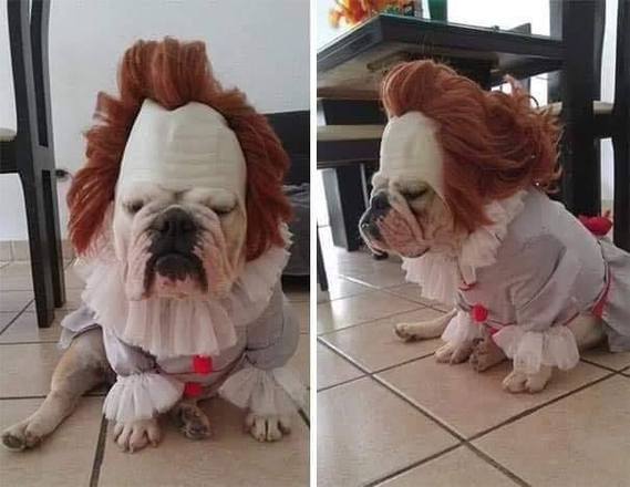 Esse bulldogue vestido de palhaço Pennywise parece não ter aprovado a própria fantasia 