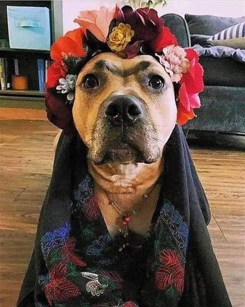 Este cachorro vestido de Frida Kahlo poderia facilmente estampar alguma camiseta vendida em feirinhas hipsters
