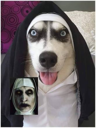 Este husky siberiano nem precisou de tutorial de maquiagem para ficar parecido com Valak, de A Freira