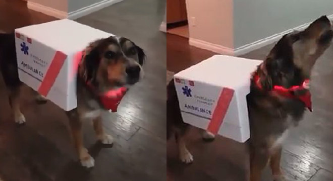 Batendo 900 mil visualizações, o cachorro vestido de ambulância e uivando como uma sirene simplesmente quebrou a internet