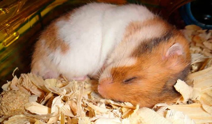 Hamster - Esses animais são pets muito comuns nas residências e quando eles hibernam alguns donos pensam que estão mortos. Mas estão apenas se adaptando. 