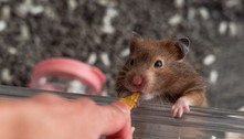 Decisão de sacrificar hamsters causa indignação em Hong Kong