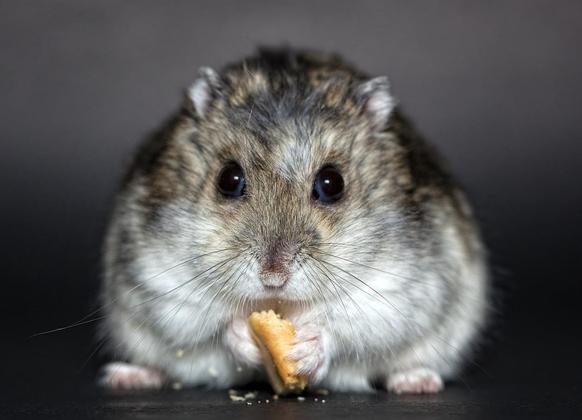 Hamster - Roedor oriundo da África e da Ásia, com causa curta. Vive de 2 a 3 anos. 