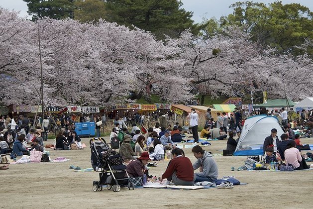 Hanami (Festival das Cerejeiras) - Hanami significa 