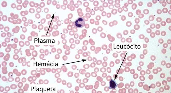Hemácias, o que são? Definição, principais características e função