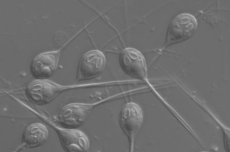 Imagem monocromática dos parasitas 