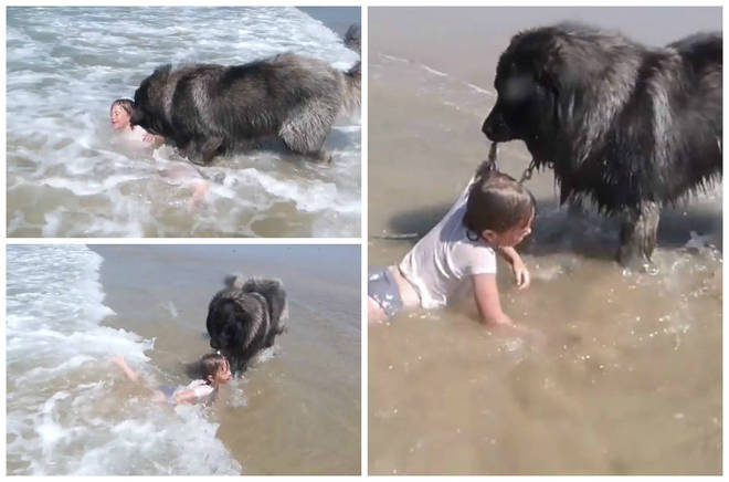 Melhor amigo do homem! O cachorro Loyal Matyas salvou a neta de seus donos de um possÃ?Â­vel afogamento numa praia de Gouville-sur-Mer, na FranÃ?Â§a. O vÃ?Â­deo captado pela prÃ?Â³pria famÃ?Â­lia, mostra o cÃ?Â£o ativando o seu instinto protetor e arrastando a garota para longe do perigoÃ?Â&nbsp;*EstagiÃ?Â¡rio doÃ?Â&nbsp;R7, com supervisÃ?Â£o de Filipe Siqueira