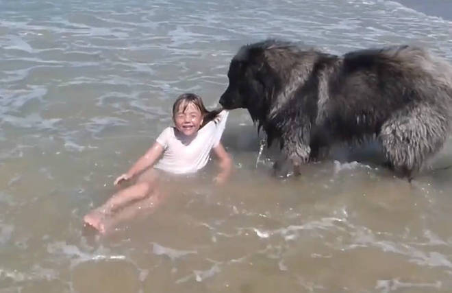 A delicadeza do cÃ£o foi tanta que a garota gargalhou durante todo o 'resgate'