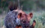 'Embora não tenhamos testemunhado o ataque, eu estava muito animado por ter capturado este momento, pois foi um avistamento único', disse Louis, plenamente consciente da brutalidade presente na imagemLEIA MAIS: Burros forçados a levar banhistas em areia escaldante geram revolta