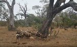 Mas um grupo de cães selvagens não apenas rouba a caça, como obriga o felino a subir na árvore, para escapar da fúria faminta deles
