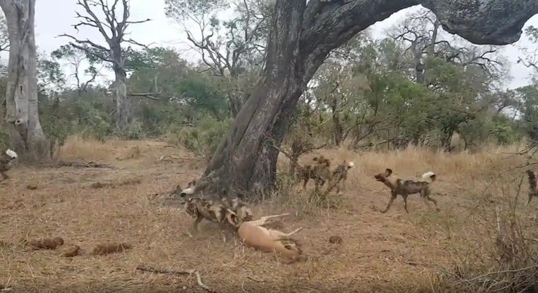 3°BABM tenta localizar felino que esta matando cavalos na região de Canela  - Portal Leouve