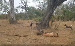 Os cães ainda brigaram pela carne, mas as hienas só se foram quando estavam fartas, deixando apenas restos. O leopardo permaneceu na árvore durante toda a gravaçãoNo mesmo parque, uma hiena pilantra havia roubado a caça de uma píton e saiu ilesa. Veja a seguir essa interação impressionante!
