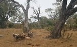 O leopardo é o caçador original e aparece na frente das câmeras do parque com um impala, uma espécie de antílope