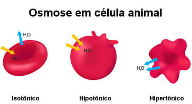 Hipertônico e hipotônico