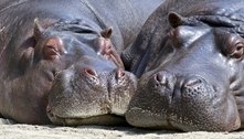 Colômbia: hipopótamos 'esquecidos' de Escobar preocupam biólogo 