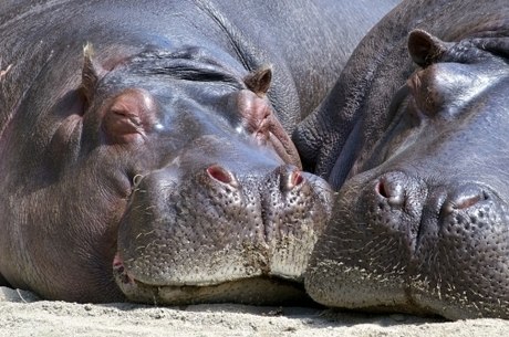 Hipopótamos de Escobar geram 'crise' na Colômbia