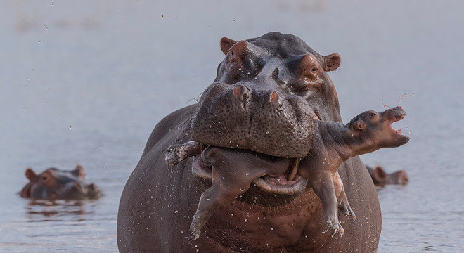 hipopótamo ataca filhote
