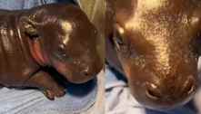 Vídeo de hipopótamo bebê faz sucesso nas redes: 'Tão fofo'