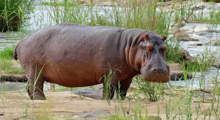 Animais serão levados para parques da Índia e México
