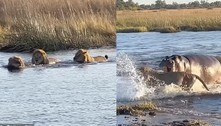 Fim do reinado: três leões correm desesperados de hipopótamo furioso em rio