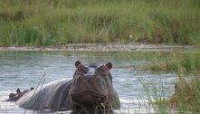Colômbia esteriliza 24 dos lendários hipopótamos de Pablo Escobar