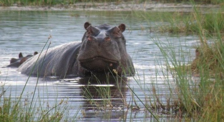 O hipopótamo conhecido como 'El Viejo' é apontado como patriarca
 da manada