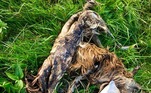Por outro lado, havia poucos opositores de práticas do tipo na época, ainda que a mentalidade europeia da época apontasse o canibalismo na América e Ásia como um símbolo de selvageria e primitivismo