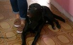 No quadro Dicas Pet Delivery, Julinho Casares ensinou durante o Hoje em Dia a fazer o cachorro parar de chorar quando ficar sozinho em casa. Apolo é um cachorro muito agitado, que na pandemia perdeu o costume de ficar sozinho e agora tem dado trabalho quando seus donos chegam e saem. Confira a seguir dicas sobre como acalmá-lo!