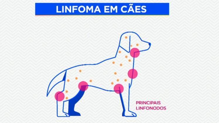 Câncer em pets: diagnóstico precoce aumenta as chances de cura