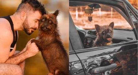 Homem adota yorkshire terrier, mas o cão cresce com aparência inesperada