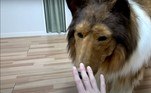Em outros vídeos, ele tenta realizar truques caninos, enquanto alguém lhe oferece comida de cachorro falsa