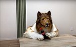 Após criar o canal e publicar diversos vídeos, Toco descobriu que ele não é o único que quer se tornar um animal de estimação