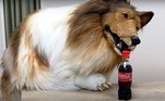 Toco mora no Japão e é também uma personalidade do YouTube, onde demonstra parte de sua rotina como cachorro no canal 'I want to be an animal' (Eu quero ser um animal, em português). Em um dos vídeos, ele questiona se um cachorro 'pode beber Coca-Cola', como é possível ver na imagem