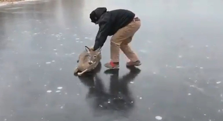 Homem deslizou cervo sobre lago congelado para libertá-lo do local