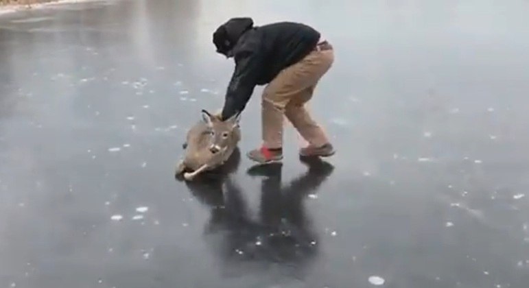 Homem deslizou cervo sobre lago congelado para libertá-lo do local
