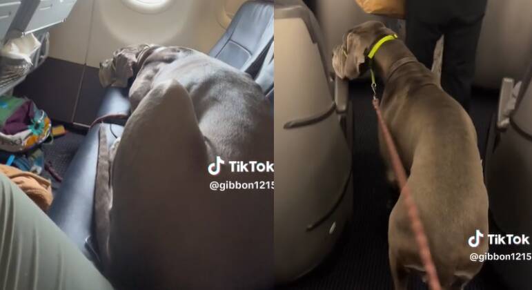 Dogue alemã viraliza após viajar sentada em poltrona de avião