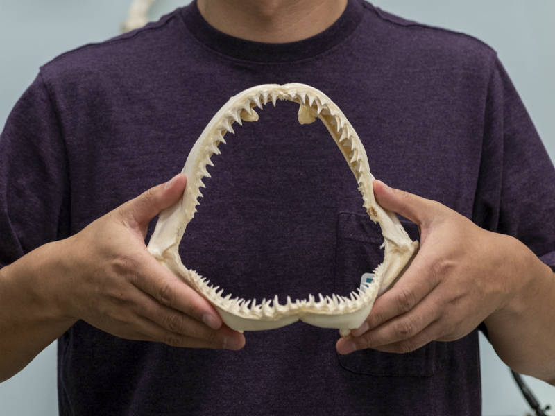 Loja online de Dente de Tubarão